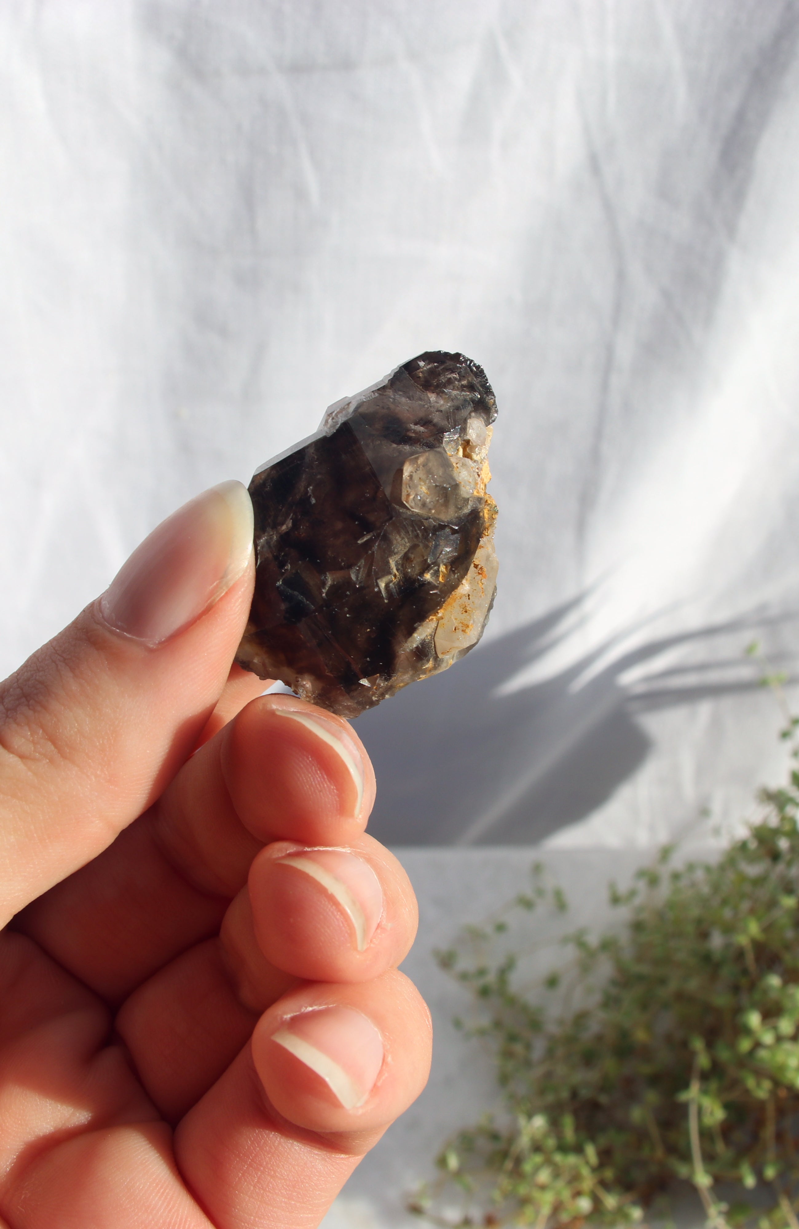 Morello Smoky Cluster